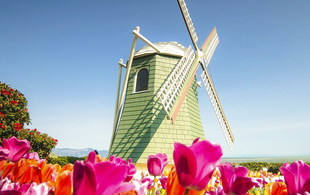 Molino tradicional holandés rodeado de coloridos campos de tulipanes en plena floración, un paisaje icónico de primavera en Holanda.